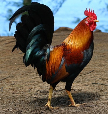 National Animal of France - Gallic Rooster