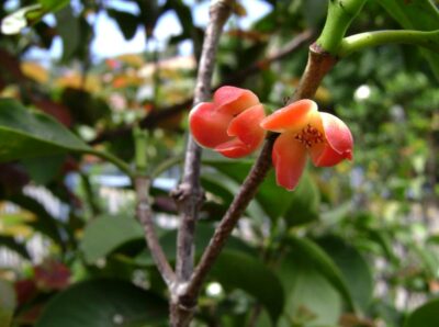 National flower of Tonga - Heilala