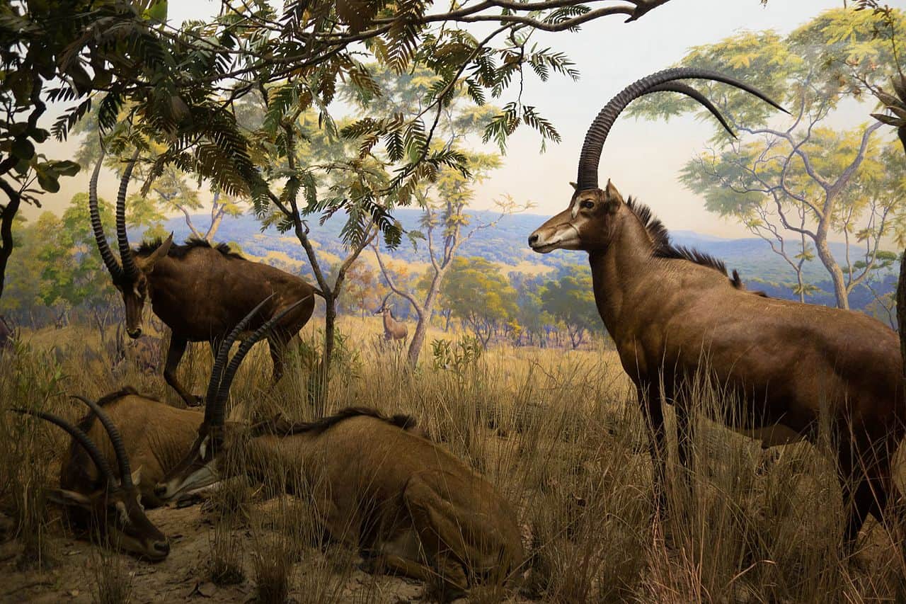 National Animal of Angola - Giant Sable Antelope