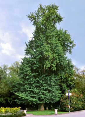 National Tree of China - Ginkgo