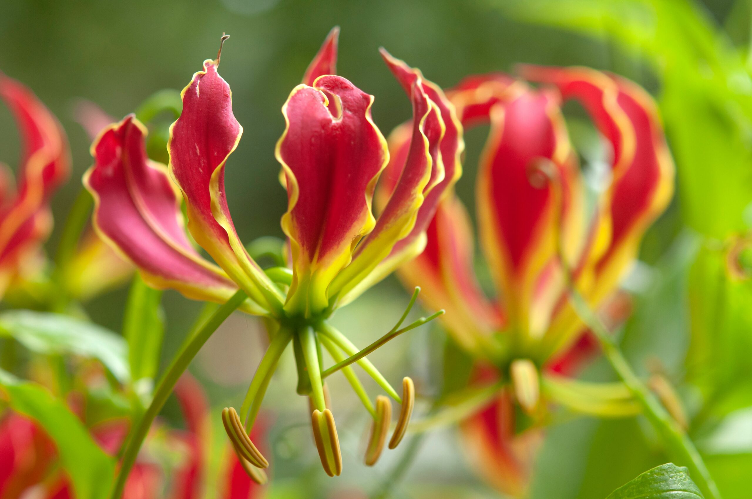 National Flower of Zimbabwe -Gloriosa superba