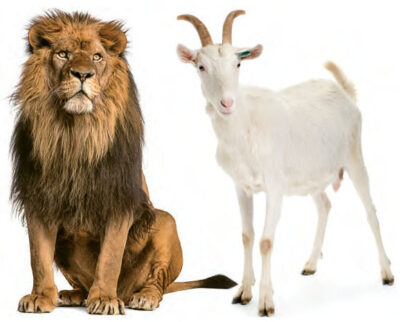 National Animal of Chad - goats and lions
