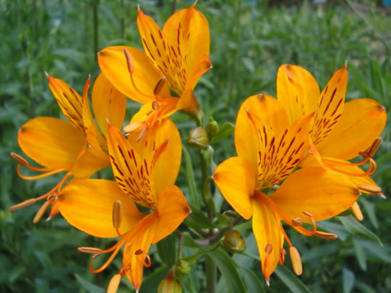 National flower of Bosnia and Herzegovina - Golden Lily
