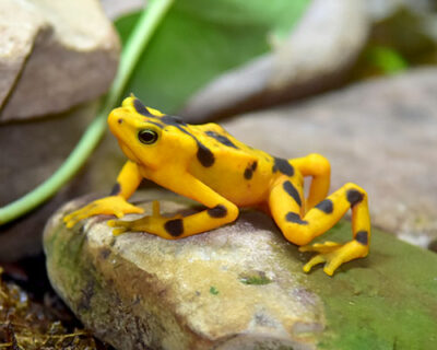 National Animal of Panama - Panamanian golden frogs