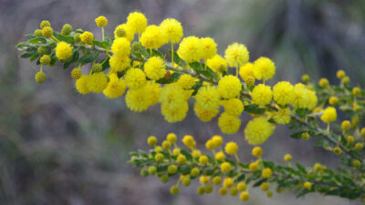 National flower of Australia