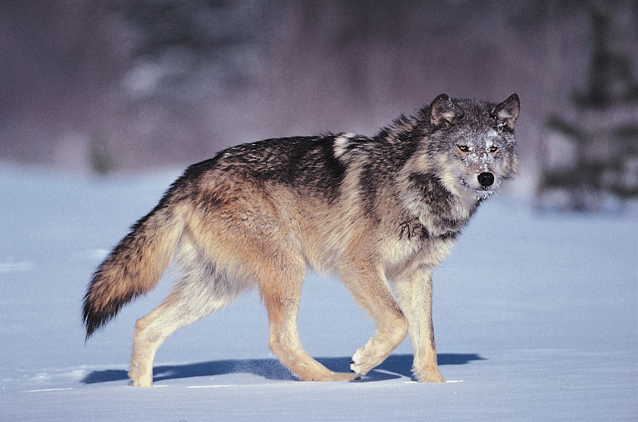 National Animal of Turkiye - Gray wolf