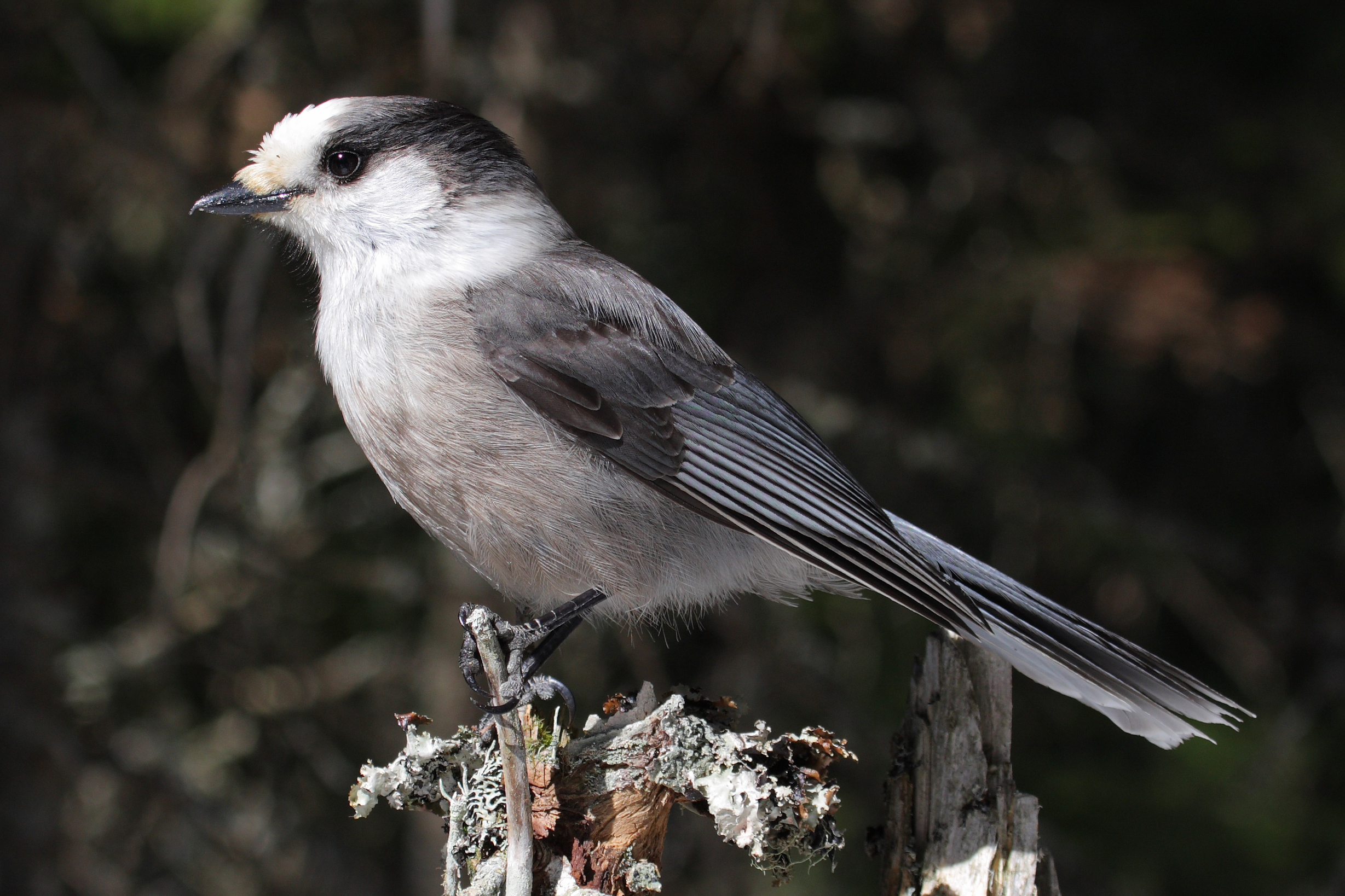 National bird of Canada - Gray jay