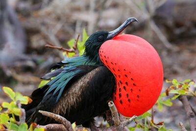 National bird of Nauru - Great frigatebird