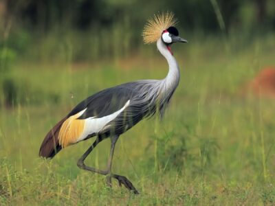 National bird of Tanzania - Grey crowned crane