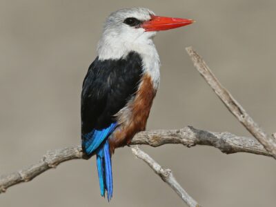 National bird of Cabo Verde - Grey-headed kingfisher