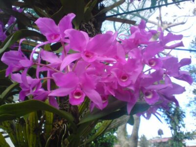 National flower of Costa Rica - Guaria Morada