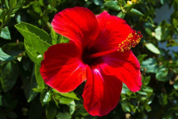 National flower of Solomon Islands