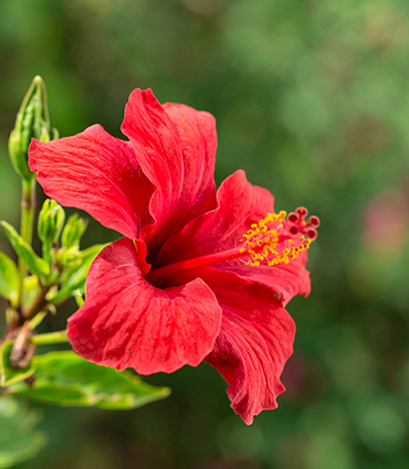 National flower of South Sudan - Hibiscus