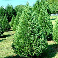 National tree of Bhutan - Himalayan cypress | Symbol Hunt