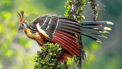 National bird of Guyana - Hoatzin