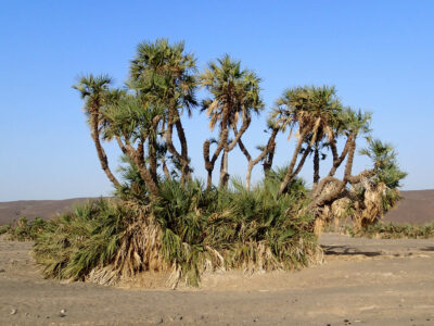 National Tree of Egypt - Doum palm