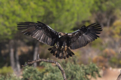 National bird of Spain - Iberian imperial eagle
