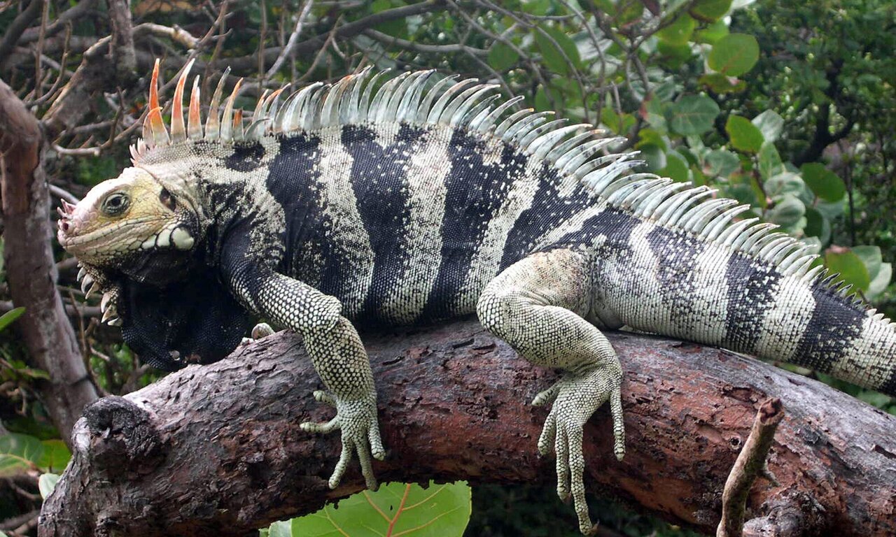 National Animal of Vanuatu - Iguana