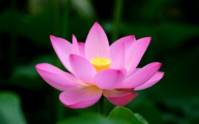 National flower of Malawi - Lotus