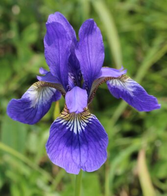 National Flower of Croatia -Iris Croatica 
