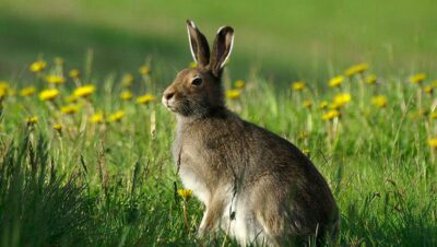 National animal of Ireland - Irish Hare | Symbol Hunt