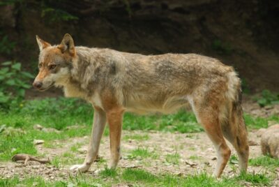 National Animal of Italy - Wolf