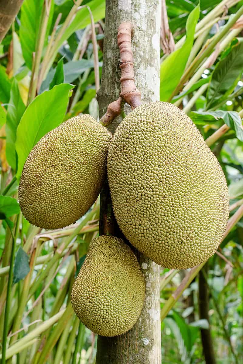 National Fruit of Bangladesh -Jackfruit