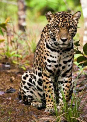 National Animal of Guyana - Jaguar