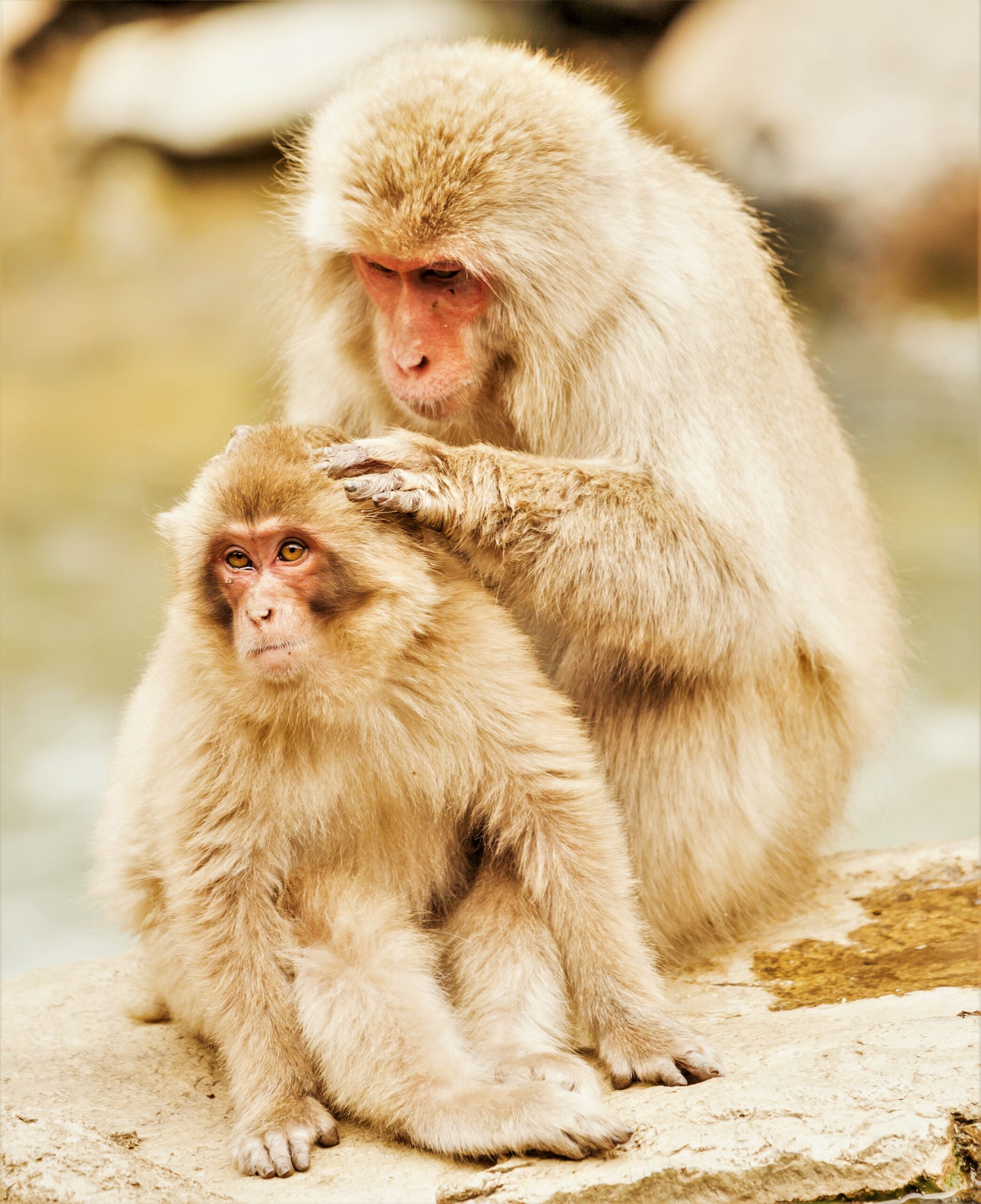 National Animal of Japan - Japanese macaque