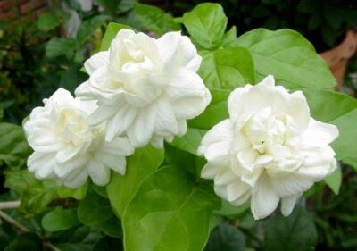 National flower of Pakistan - Jasmine