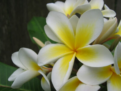 National flower of Syria - Jasmine