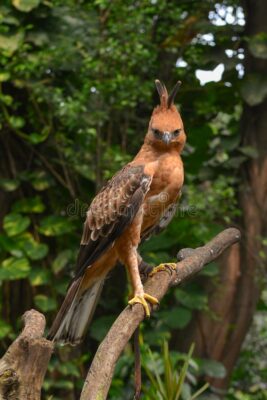 National bird of Indonesia - Javan Hawk-eagle