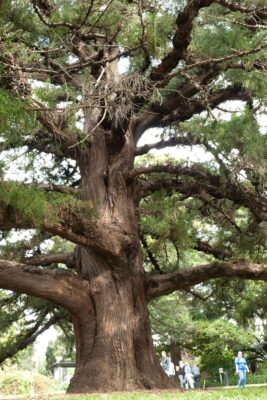 National Tree of Bermuda - Bermuda cedar