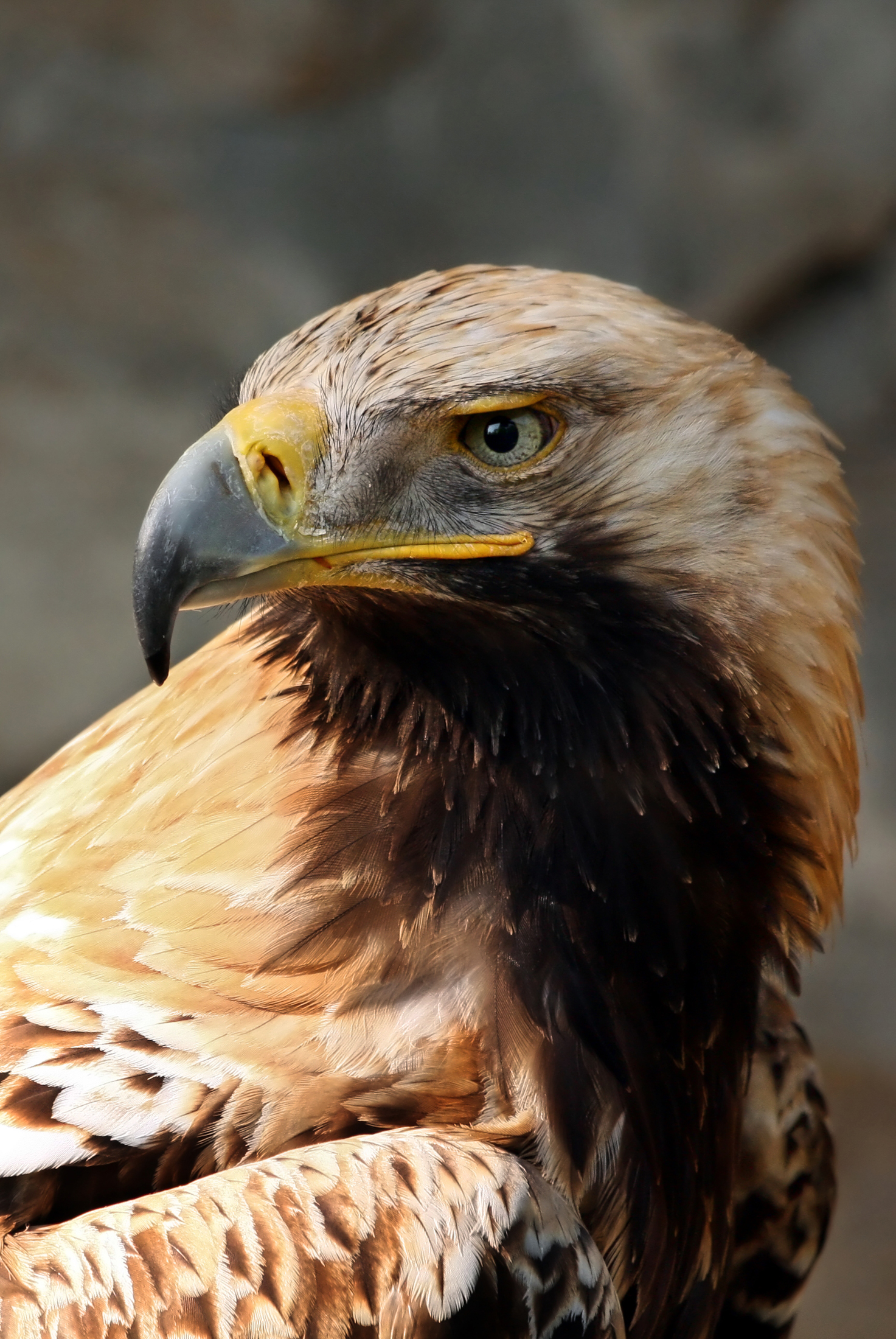 National Animal of Armenia - Golden eagle