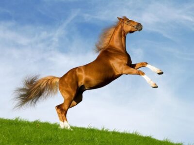 National Animal of Azerbaijan - Karabakh horse