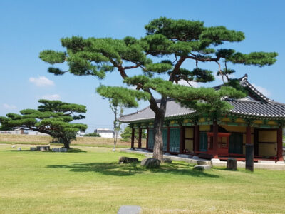 National Tree of South Korea - Korean red pine