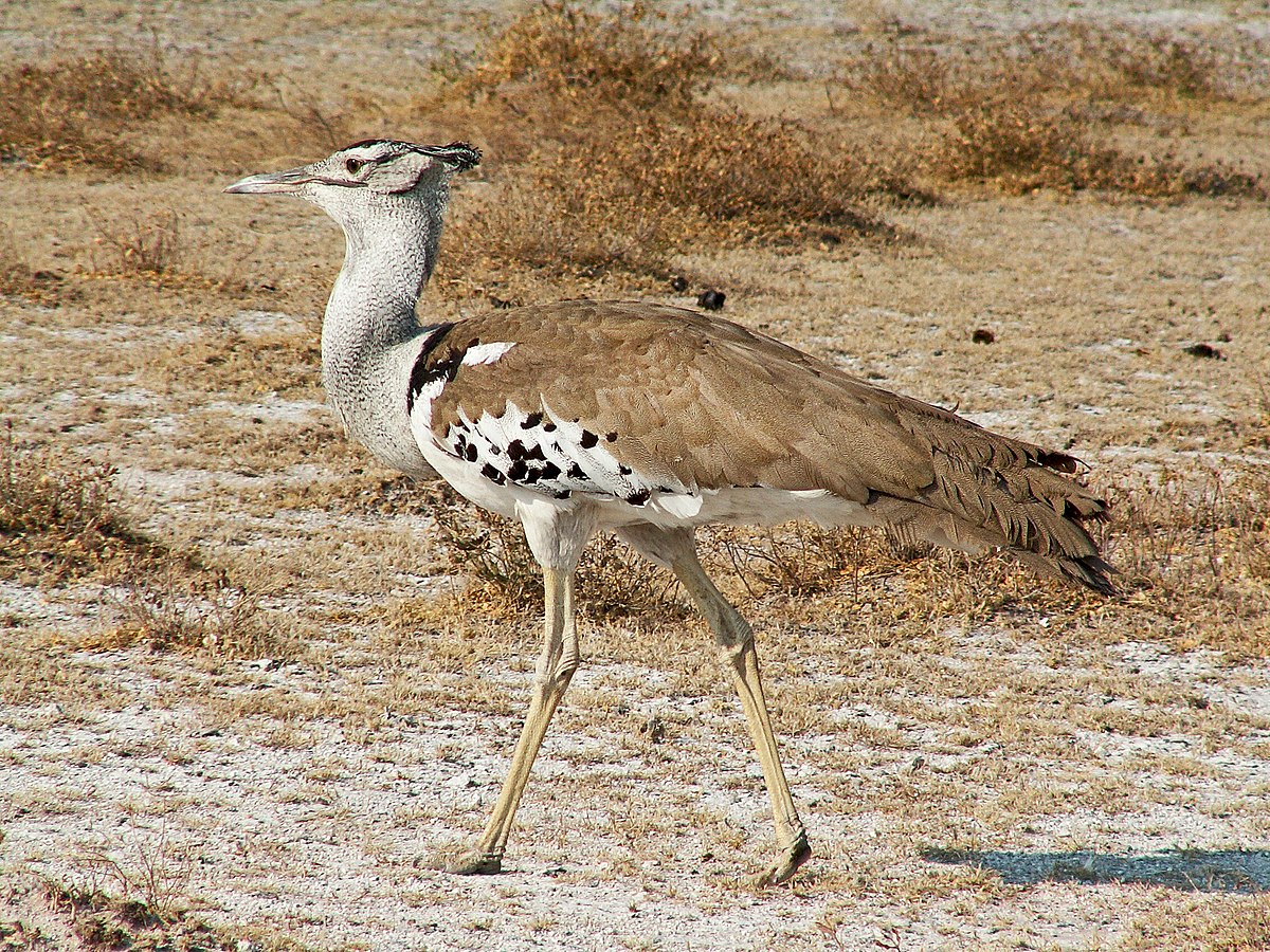 National bird of Botswana - Kori bustard