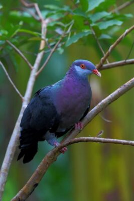 National bird of Solomon Islands - Kurukuru bird