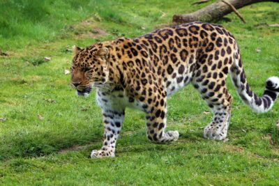 National Animal of Rwanda - Leopard