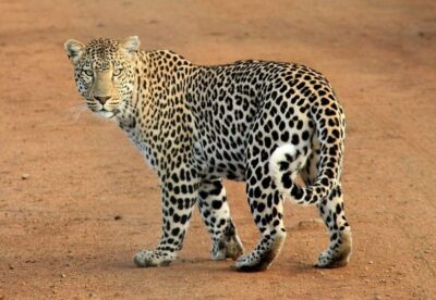 National Animal of Somalia - Leopard