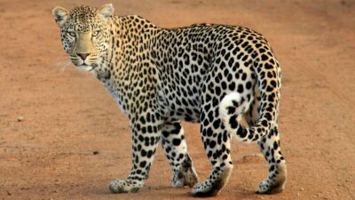 National Animal of Benin - Leopards