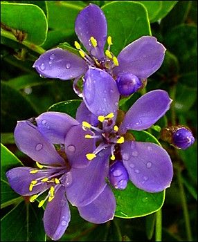 National flower of Jamaica - Lignum Vitae
