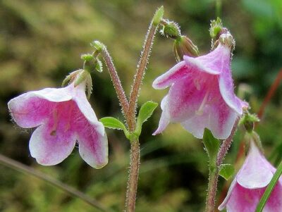 National Flower of Sweden -Linnaea borealis