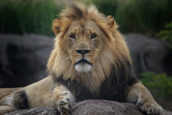 National Animal of Sri Lanka - Lion