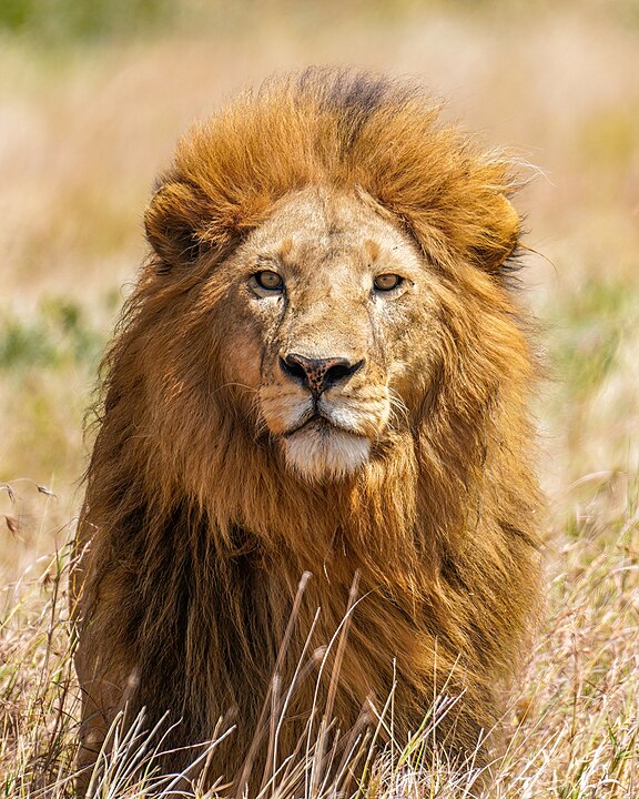 National Animal of Singapore - Asiatic lion