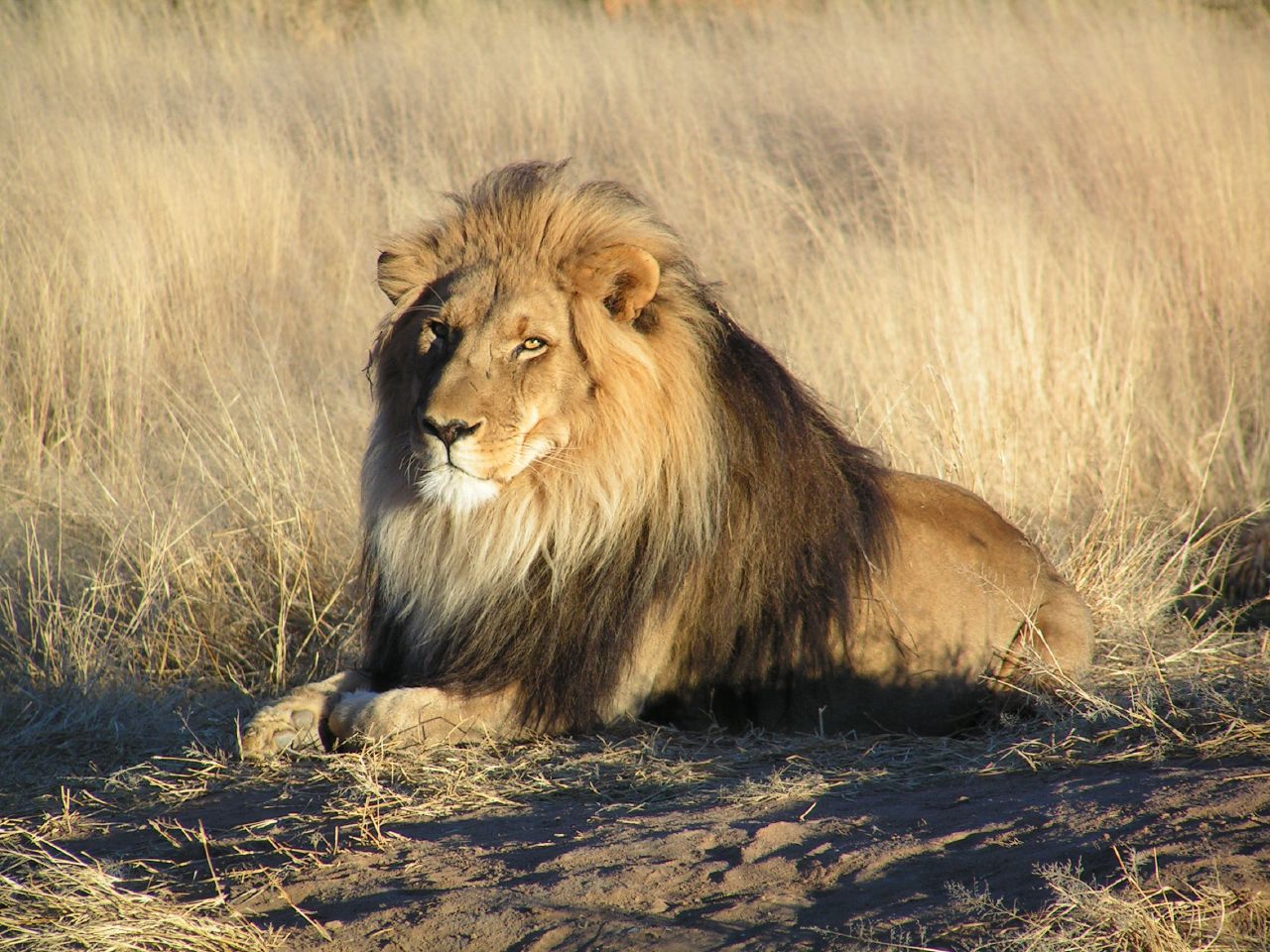 National animal of United Kingdom - Lion | Symbol Hunt