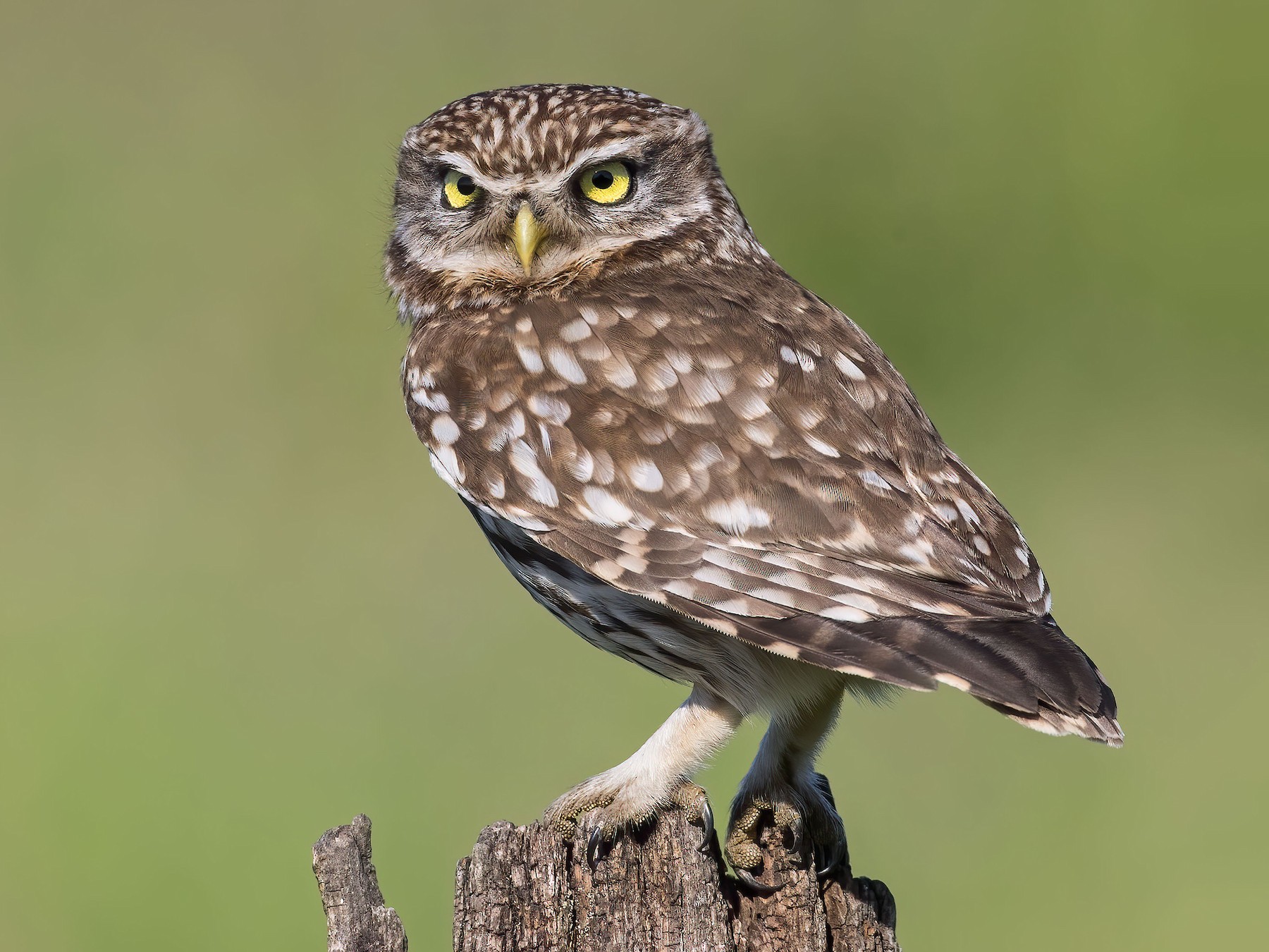 National bird of Greece - Little owl