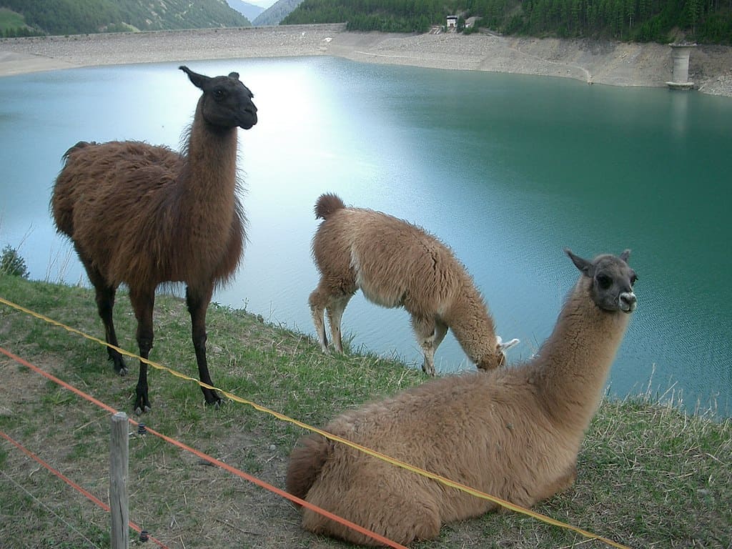 National Animal of Bolivia - The llama