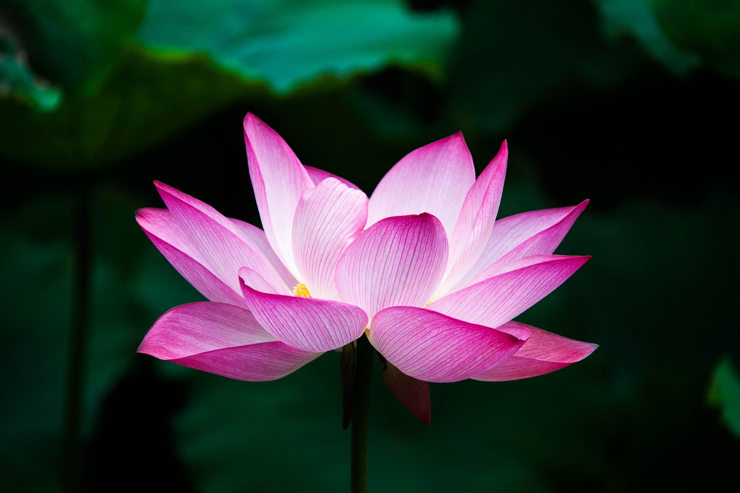 National flower of Vietnam - Lotus flower