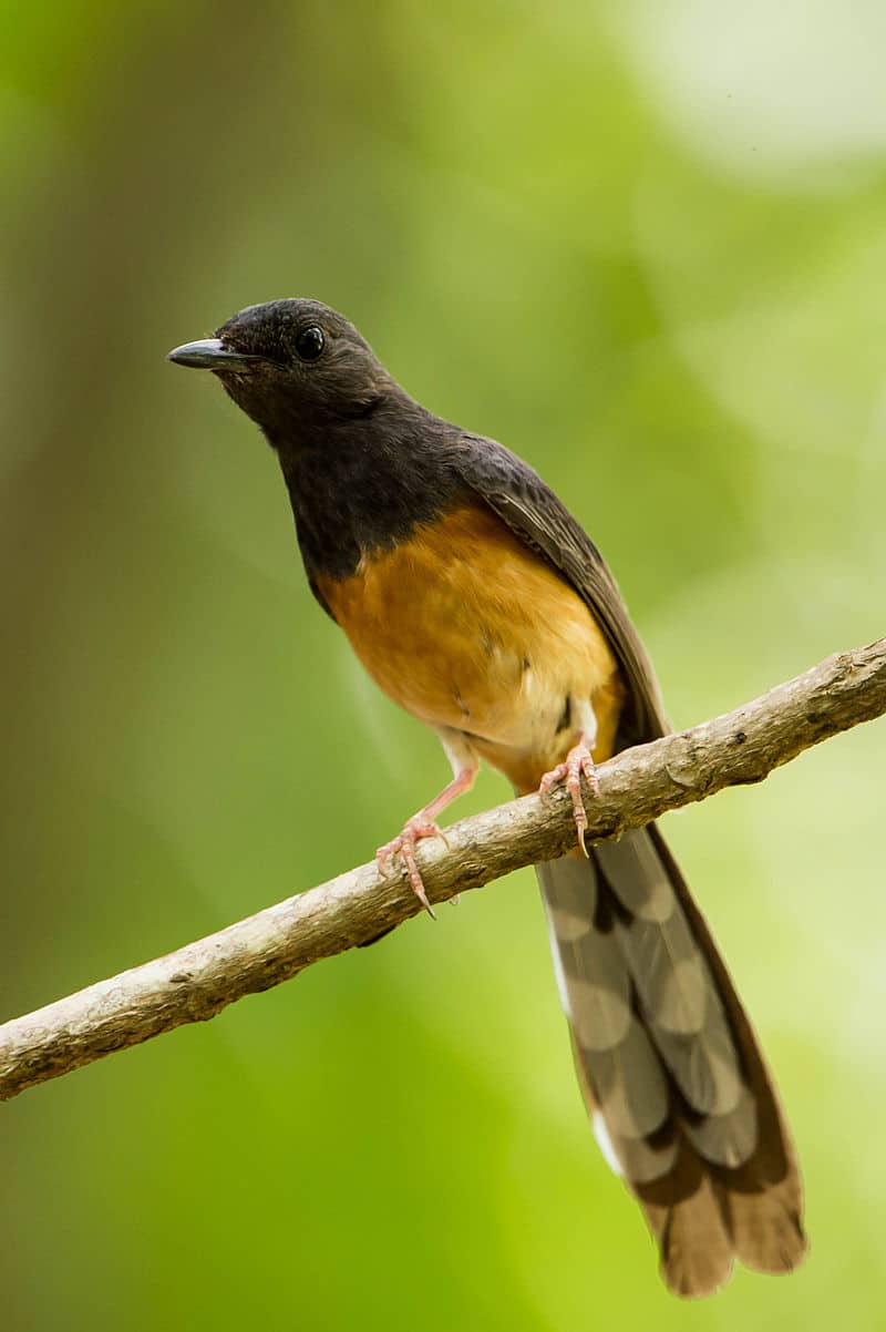 National bird of Bangladesh - The magpie robin